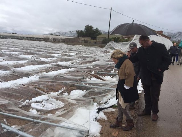 La consejera de Agricultura y el alcalde de Totana visitan los parrales de uva de mesa damnificados en El Raiguero por el temporal de nieve - 1