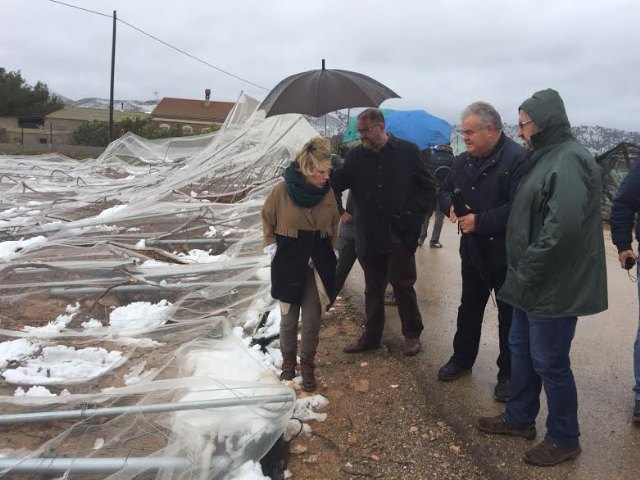 La consejera de Agricultura y el alcalde de Totana visitan los parrales de uva de mesa damnificados en El Raiguero por el temporal de nieve - 2