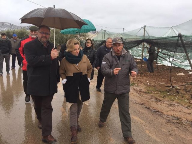 La consejera de Agricultura y el alcalde de Totana visitan los parrales de uva de mesa damnificados en El Raiguero por el temporal de nieve - 4