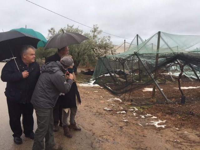 La consejera de Agricultura y el alcalde de Totana visitan los parrales de uva de mesa damnificados en El Raiguero por el temporal de nieve - 9