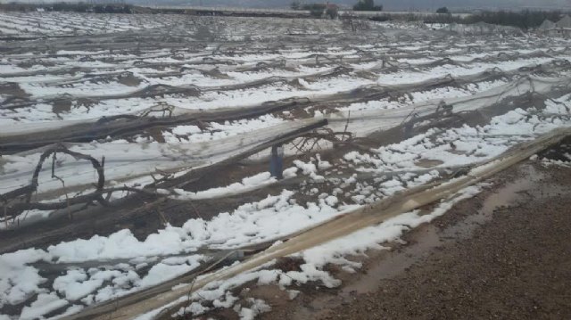 La consejera de Agricultura y el alcalde de Totana visitan los parrales de uva de mesa damnificados en El Raiguero por el temporal de nieve - 17