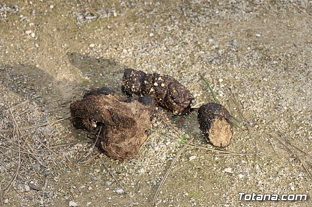 Invertirn ms de 6000 euros en la rehabilitacin del jardn Diego Manzano, en el barrio de la Era Alta - 13