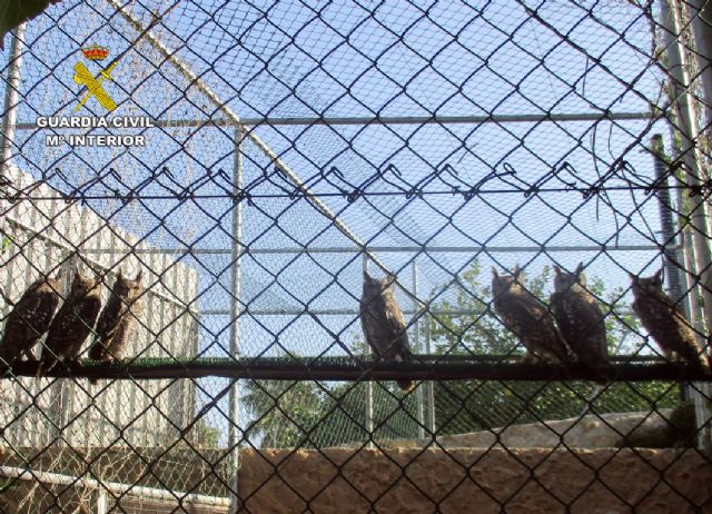 La Guardia Civil detiene e investiga a 59 personas por trfico de especies - 1