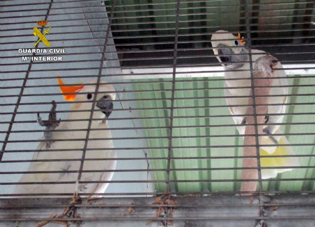 La Guardia Civil detiene e investiga a 59 personas por trfico de especies - 2