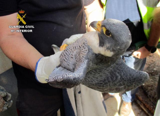 La Guardia Civil detiene e investiga a 59 personas por trfico de especies - 3