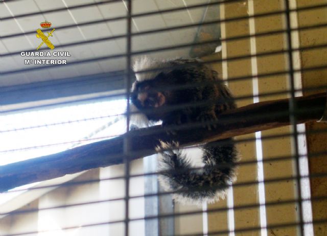 La Guardia Civil detiene e investiga a 59 personas por trfico de especies - 4