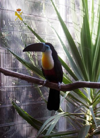La Guardia Civil detiene e investiga a 59 personas por trfico de especies - 5