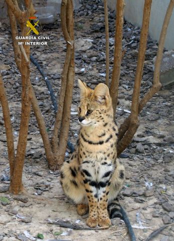 La Guardia Civil detiene e investiga a 59 personas por trfico de especies - 6