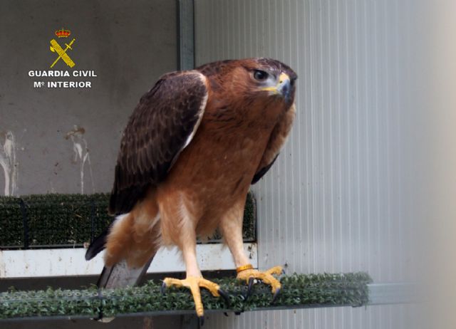 La Guardia Civil detiene e investiga a 59 personas por trfico de especies - 8
