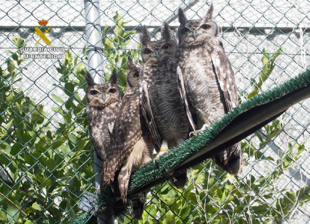 La Guardia Civil detiene e investiga a 59 personas por trfico de especies - 9