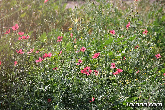 Comienzan las obras de mejora de la carretera de acceso al yacimiento de La Bastida, con una inversin de ms de medio milln de euros - 27