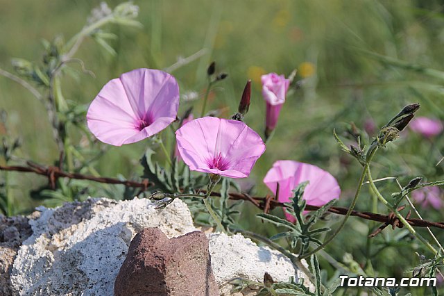 Comienzan las obras de mejora de la carretera de acceso al yacimiento de La Bastida, con una inversin de ms de medio milln de euros - 28