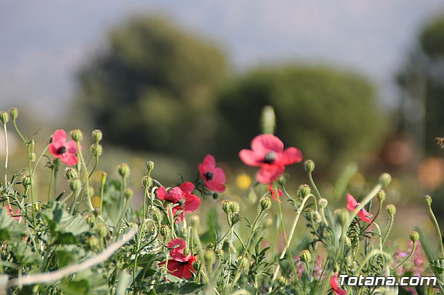 Comienzan las obras de mejora de la carretera de acceso al yacimiento de La Bastida, con una inversin de ms de medio milln de euros - 29