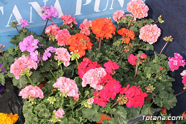 Totana conmemora el Da Internacional de la Fibromialgia y la Fatiga Crnica 2017 - 5