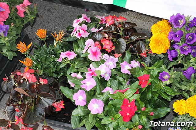 Totana conmemora el Da Internacional de la Fibromialgia y la Fatiga Crnica 2017 - 7