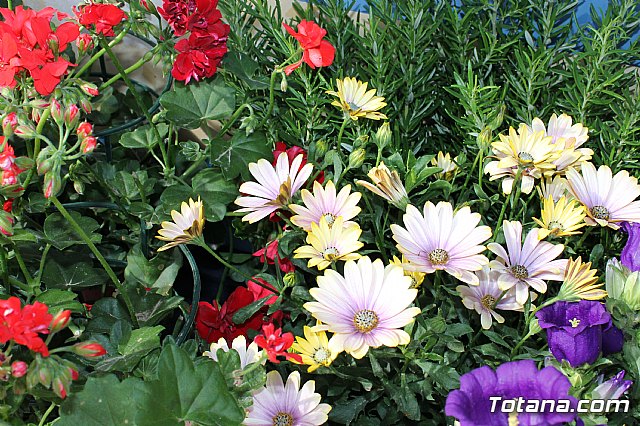 Totana conmemora el Da Internacional de la Fibromialgia y la Fatiga Crnica 2017 - 8