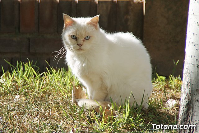 Comienzan las obras de mejora del rea de juegos infantiles del parque municipal 