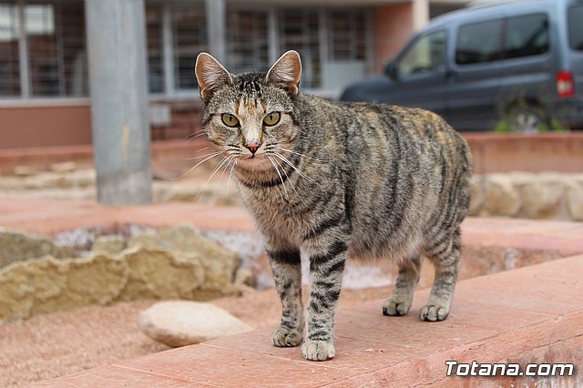 Los diputados del grupo parlamentario Popular, encabezados por su portavoz Vctor Manuel Martnez, visitaron el yacimiento arqueolgico La Bastida, en Totana - 50
