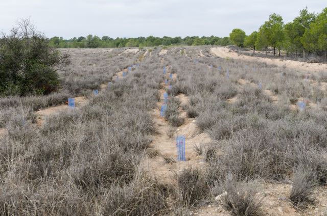 La Fundación Trinitario Casanova reforesta la finca Alhagüeces con 2000 arbustos, Foto 2