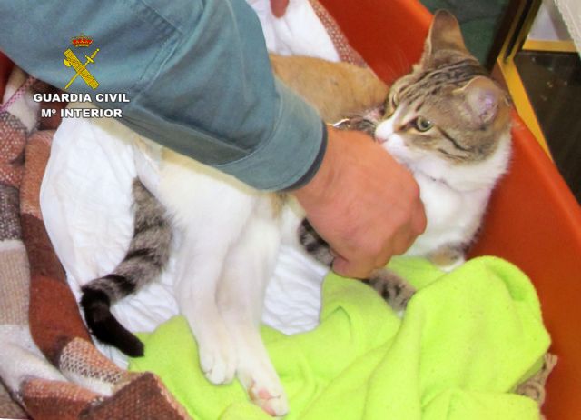 La Guardia Civil investiga a dos vecinos de Águilas por disparar contra un gato doméstico - 4, Foto 4