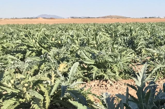 ASAJA Murcia estima que el frío ha dañado duramente a más del 40% de las hortalizas del Guadalentín, Foto 1