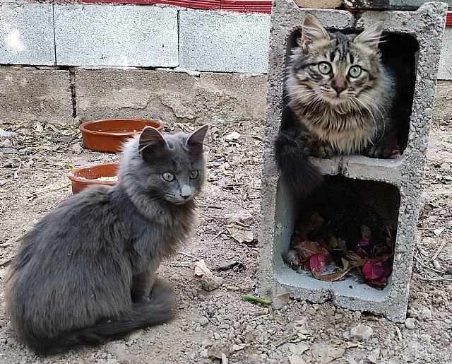 Una correcta alimentación de las mascotas es clave para su desarrollo y salud, sugiere Maskowe - 1, Foto 1