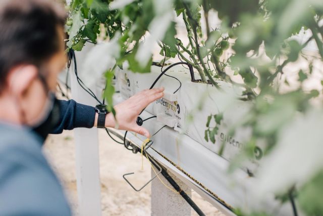 En invierno el riego en hidroponía debe ajustarse para evitar problemas causados por exceso de agua - 3, Foto 3