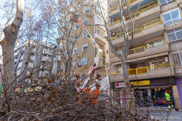 La poda de recorte en Wssell de Guimbarda se prolongará hasta el miércoles 18 - 1, Foto 1