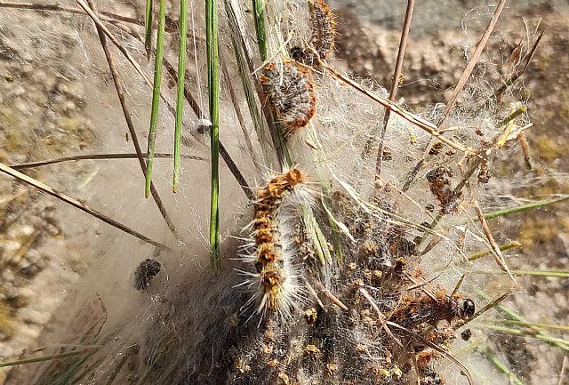 La oruga procesionaria empieza a aparecer - 1, Foto 1