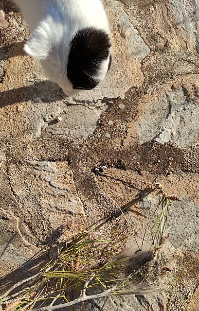 La oruga procesionaria empieza a aparecer - 2, Foto 2