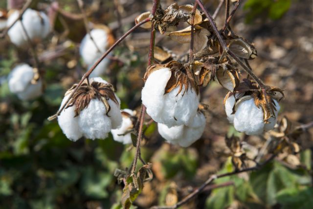 El cultivo del algodón brota de nuevo en el Palmeral de Orihuela - 2, Foto 2