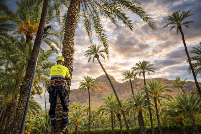 El cultivo del algodón brota de nuevo en el Palmeral de Orihuela - 3, Foto 3
