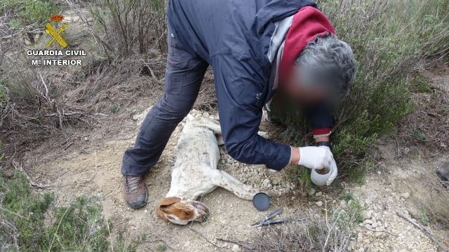 La Guardia Civil investiga a 28 personas por el uso ilegal de cebos envenenados durante el año pasado - 2, Foto 2