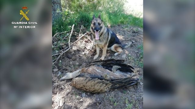 La Guardia Civil investiga a 28 personas por el uso ilegal de cebos envenenados durante el año pasado - 3, Foto 3