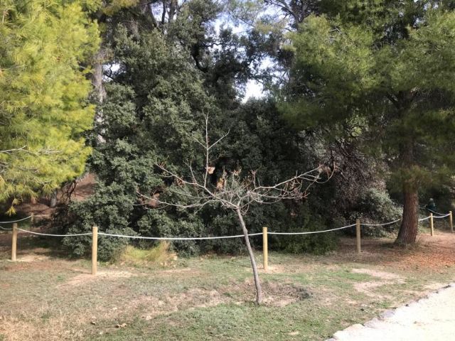La Concejalía de Medio Ambiente retoma el tratamiento de la encina centenaria de Las Fuentes y delimita un perímetro de seguridad - 1, Foto 1