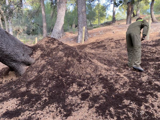 La Concejalía de Medio Ambiente retoma el tratamiento de la encina centenaria de Las Fuentes y delimita un perímetro de seguridad - 2, Foto 2