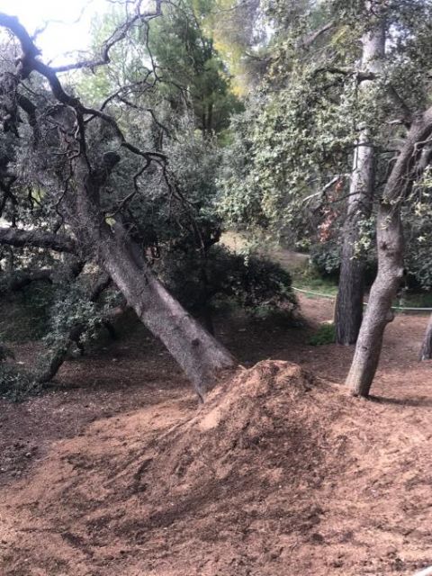 La Concejalía de Medio Ambiente retoma el tratamiento de la encina centenaria de Las Fuentes y delimita un perímetro de seguridad - 3, Foto 3