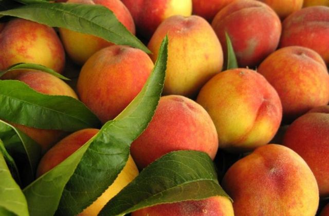 IU-Verdes plantea establecer por ley un precio mínimo en el campo - 1, Foto 1