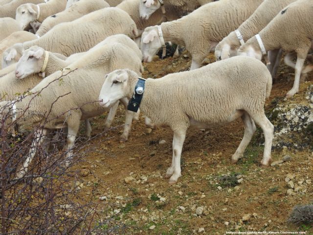 Una iniciativa de la UMU estudia el impacto positivo del uso de la tecnología GPS en rebaños trashumantes - 1, Foto 1