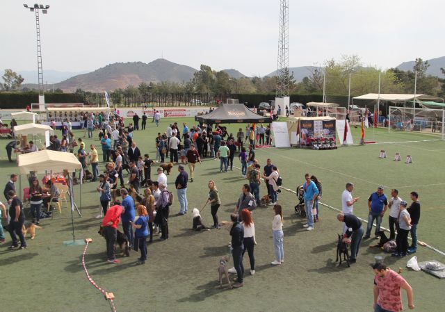 Más de 300 ejemplares de 50 razas en el VII Concurso Nacional Canino Ciudad de Puerto Lumbreras - 3, Foto 3