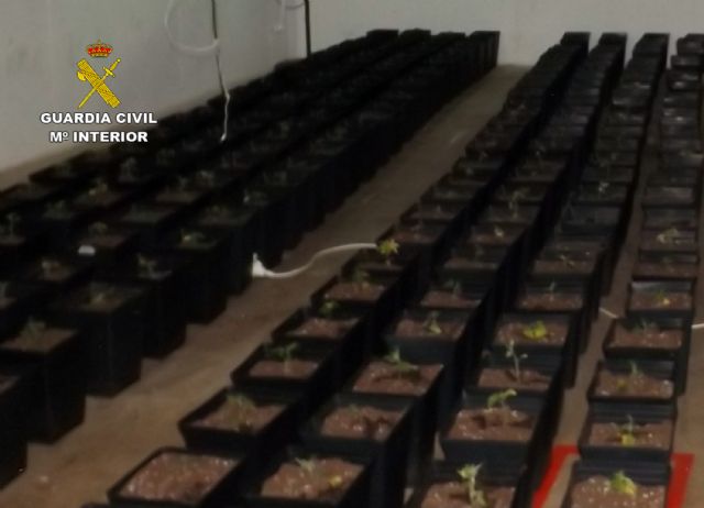 La Guardia Civil desmantela un grupo delictivo dedicado al cultivo ilícito de marihuana en La Unión - 1, Foto 1