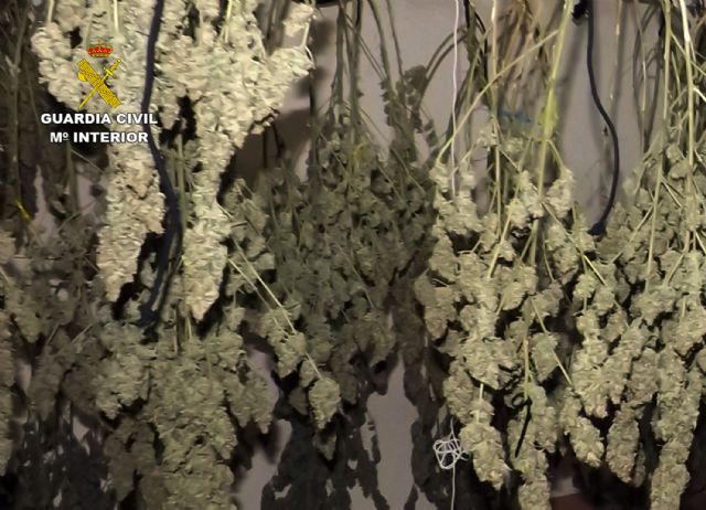 La Guardia Civil desmantela un grupo delictivo dedicado al cultivo ilícito de marihuana en La Unión - 3, Foto 3