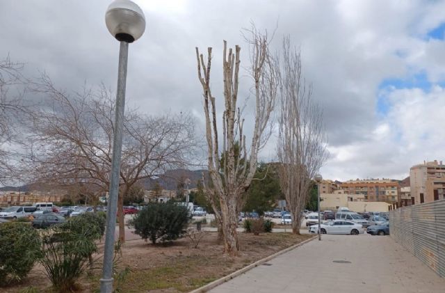 El Ayuntamiento de Lorca retira tres ejemplares de árbol enfermos de la especie 'populus' con riesgo de caída situados en el Parque de Las Artes Escénicas - 1, Foto 1