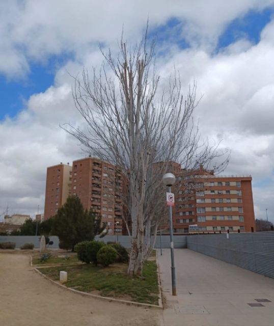 El Ayuntamiento de Lorca retira tres ejemplares de árbol enfermos de la especie 'populus' con riesgo de caída situados en el Parque de Las Artes Escénicas - 2, Foto 2