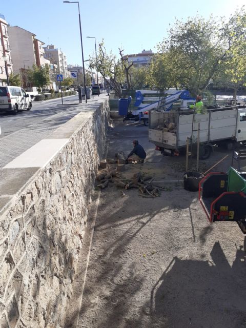 El PSOE exige a Fulgencio Gil explicaciones urgentes sobre la tala de varios ejemplares de moreras sanas en el parque de San Diego - 1, Foto 1