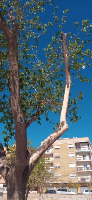 El Ayuntamiento se ve obligado a reemplazar seis moreras del parque de San Diego por el grave estado que presentaban - 1, Foto 1