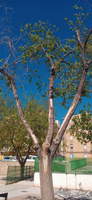El Ayuntamiento se ve obligado a reemplazar seis moreras del parque de San Diego por el grave estado que presentaban - 2, Foto 2