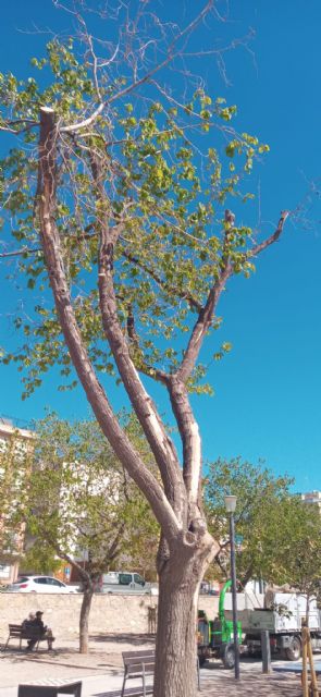 El Ayuntamiento se ve obligado a reemplazar seis moreras del parque de San Diego por el grave estado que presentaban - 3, Foto 3