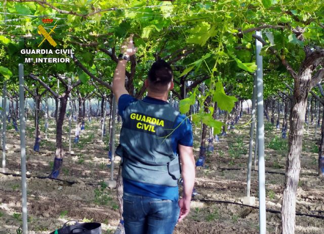 Recuperan cerca de dos toneladas de uva robadas de fincas de la comarca del Bajo Guadalentín