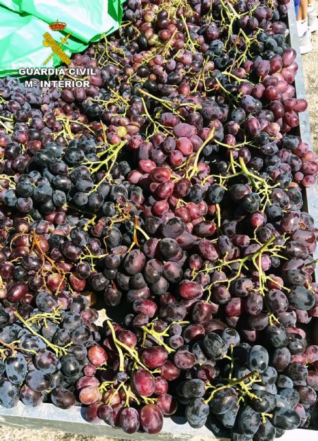 Recuperan cerca de dos toneladas de uva robadas de fincas de la comarca del Bajo Guadalentín, Foto 2